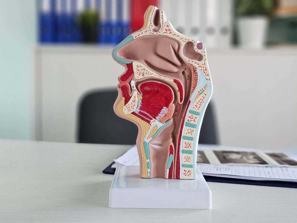 Anatomie der menschlichen Nase, Rachsen und Hals in Form eines Modells