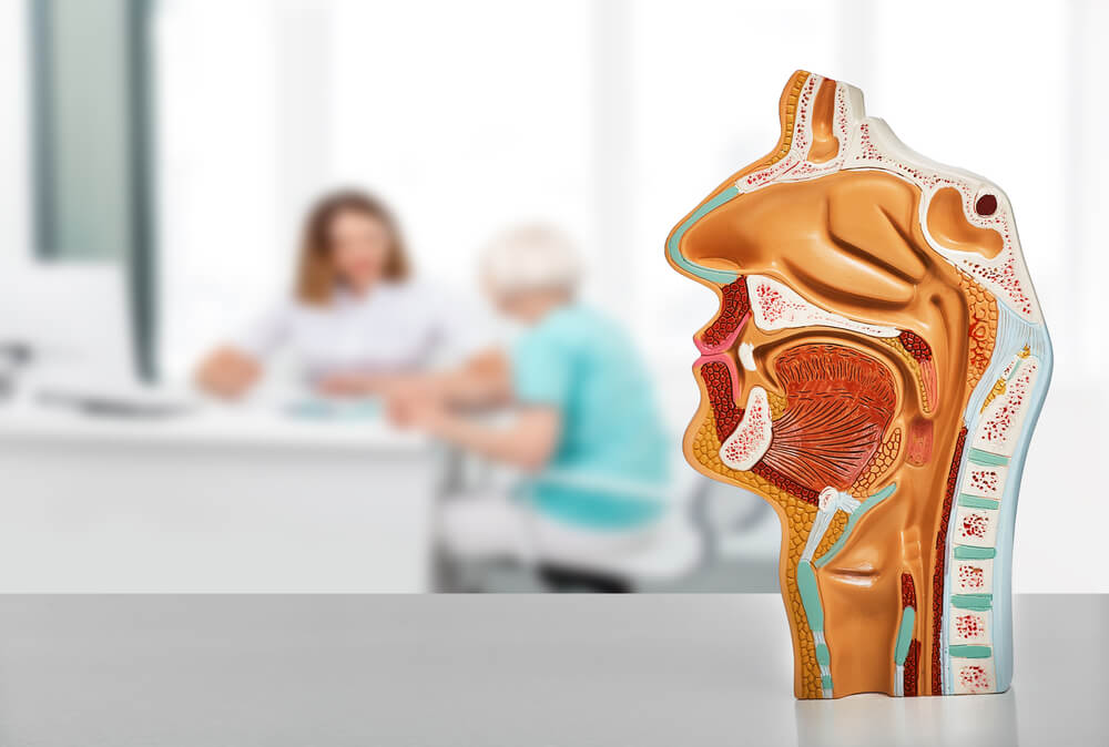 anatomisches Model einer Nas, HNO-Behandlung