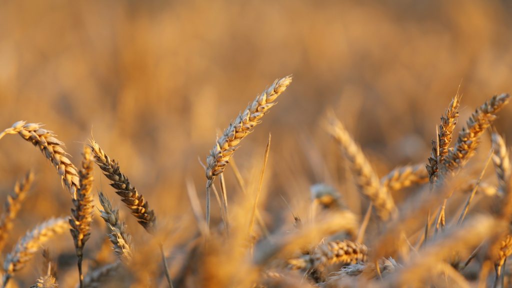 Häufigkeit der Zöliakie nimmt zu